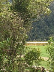 Ileostylus micranthus