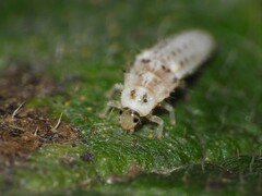 Psyllobora vigintimaculata