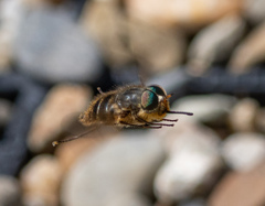 Myioscaptia calliphora