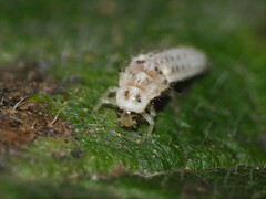 Psyllobora vigintimaculata