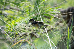 Sporophila morelleti