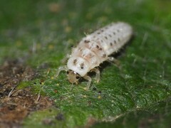 Psyllobora vigintimaculata