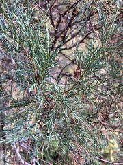 Juniperus scopulorum