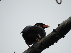Gracula religiosa