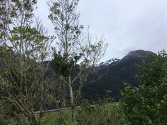 Ileostylus micranthus