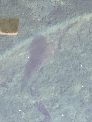 Vertebrata