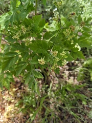 Osmorhiza brachypoda