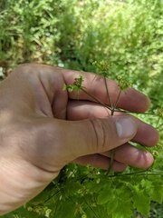 Osmorhiza brachypoda