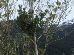 Ileostylus micranthus