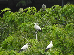 Ducula bicolor