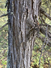 Juniperus scopulorum