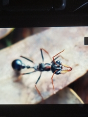 Myrmecia arnoldi
