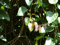 Cissus vinosa