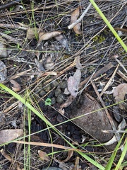 Setonix brachyurus