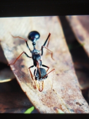 Myrmecia arnoldi