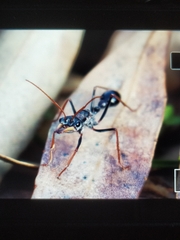 Myrmecia arnoldi