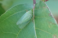 Rhynchomitra