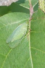 Rhynchomitra