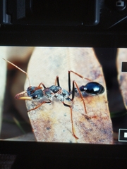Myrmecia arnoldi