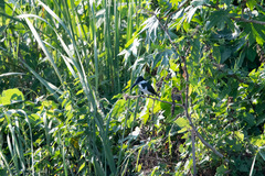Chloroceryle amazona