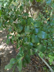 Lindera akoensis