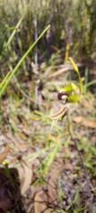 Caladenia verrucosa