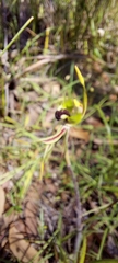 Caladenia verrucosa