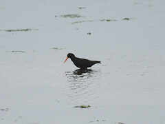 Haematopus fuliginosus