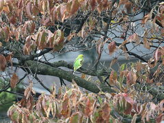 Melopsittacus undulatus domesticus