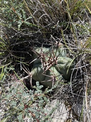 Echinocactus platyacanthus