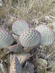Opuntia santa-rita