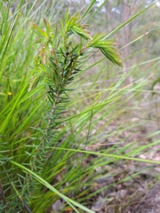 Leucopogon