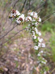 Leucopogon