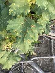 Puccinia xanthii
