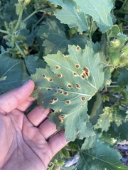 Puccinia xanthii