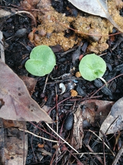 Corybas recurvus