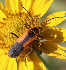 Chauliognathus limbicollis