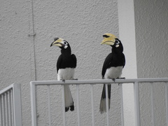 Anthracoceros albirostris