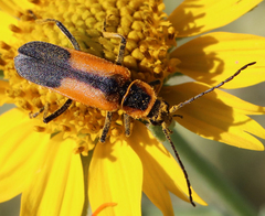 Chauliognathus limbicollis