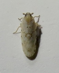 Plectoderini