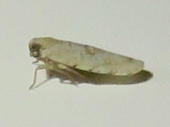 Plectoderini