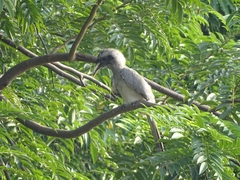 Ocyceros birostris