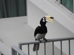 Anthracoceros albirostris