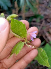 Tremandra stelligera