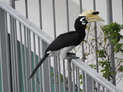 Anthracoceros albirostris