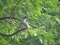 Ocyceros birostris