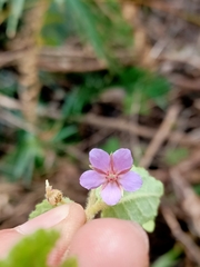 Tremandra stelligera
