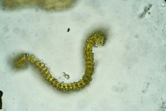 Racomitrium ericoides