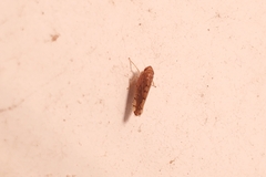 Osbornellus
