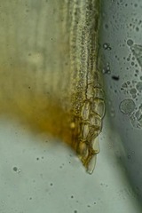 Racomitrium ericoides